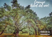 Concurso Árbol del Año